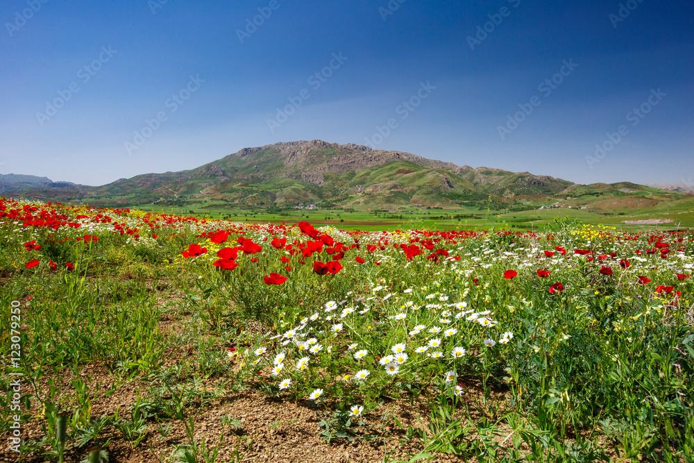 Fototapeta premium Kamyaran, Kurdestan, Iran