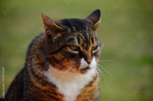 angry boss cat