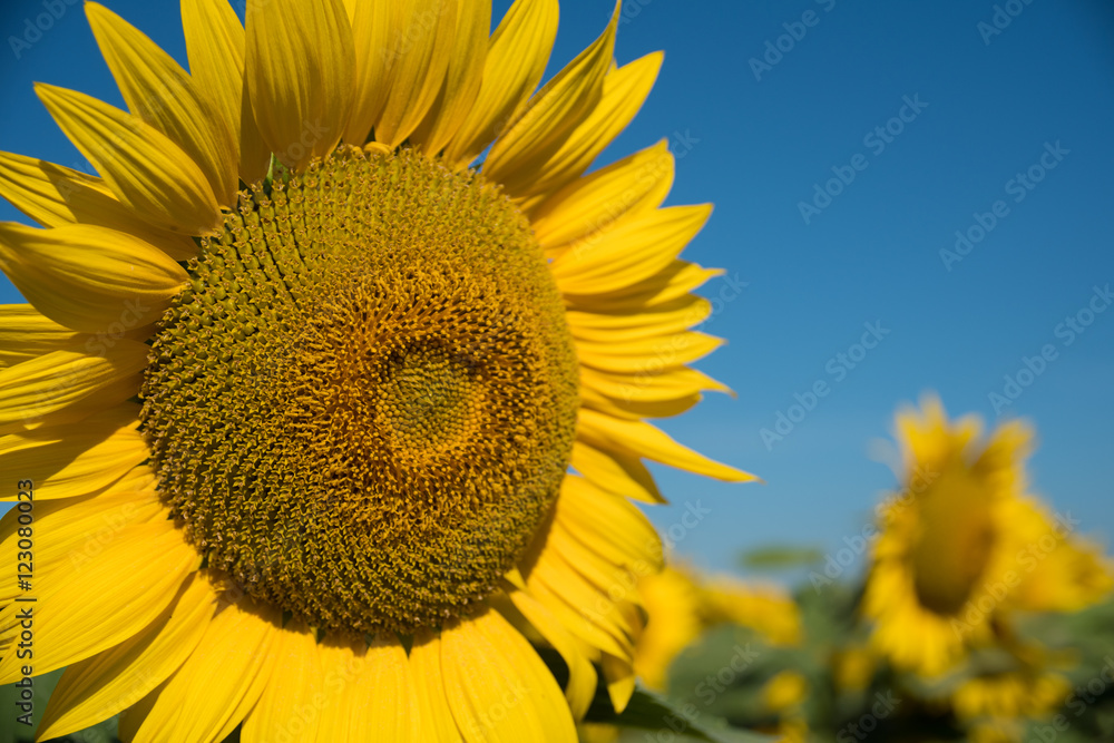 Fototapeta premium sunflowers