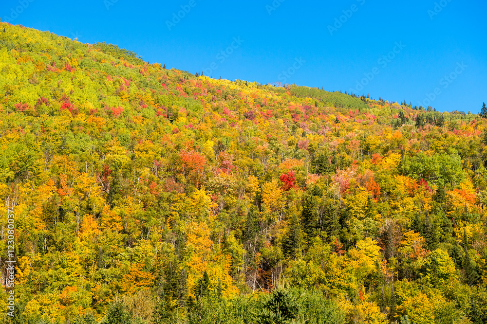 Autumn colors on Chic-Chocs mountains in Gaspesie, Quebec, Canad