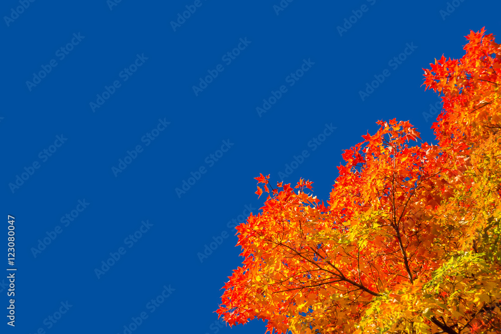 Autumn maple trees with red leaves against pure blue sky in Montreal / Canada
