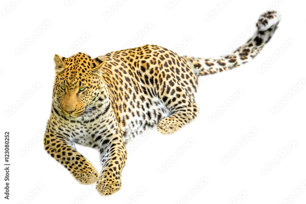 Fototapeta premium One elegant adult leopard sitting. Isolated on white background.
