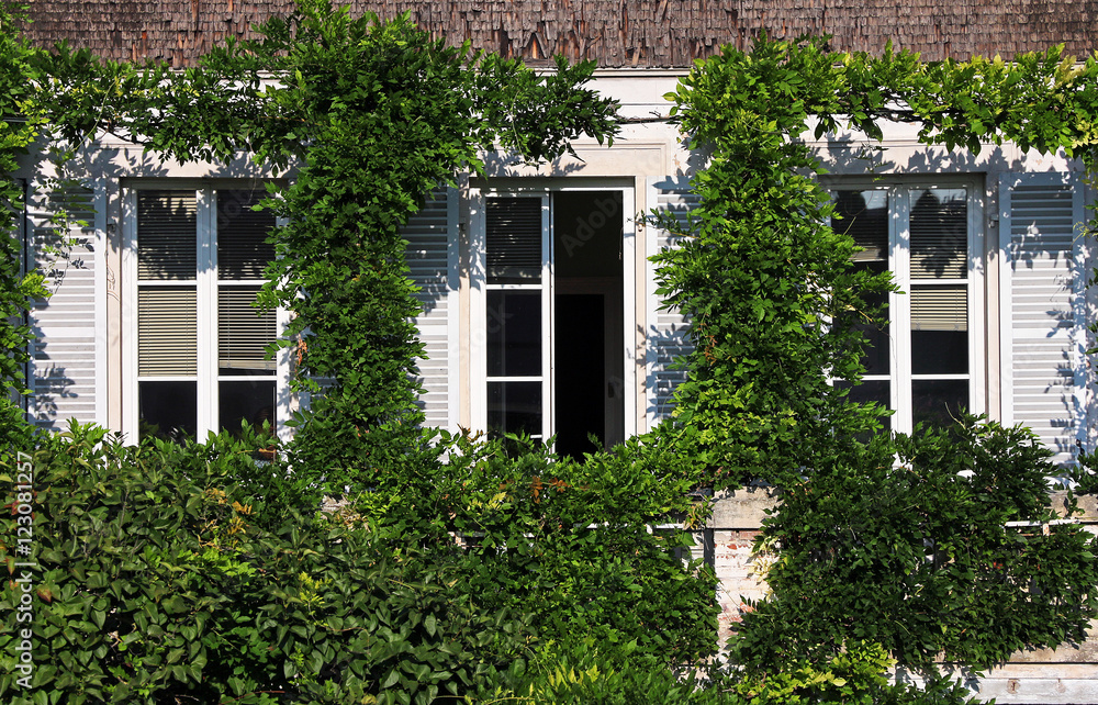 windows and climbing plants
