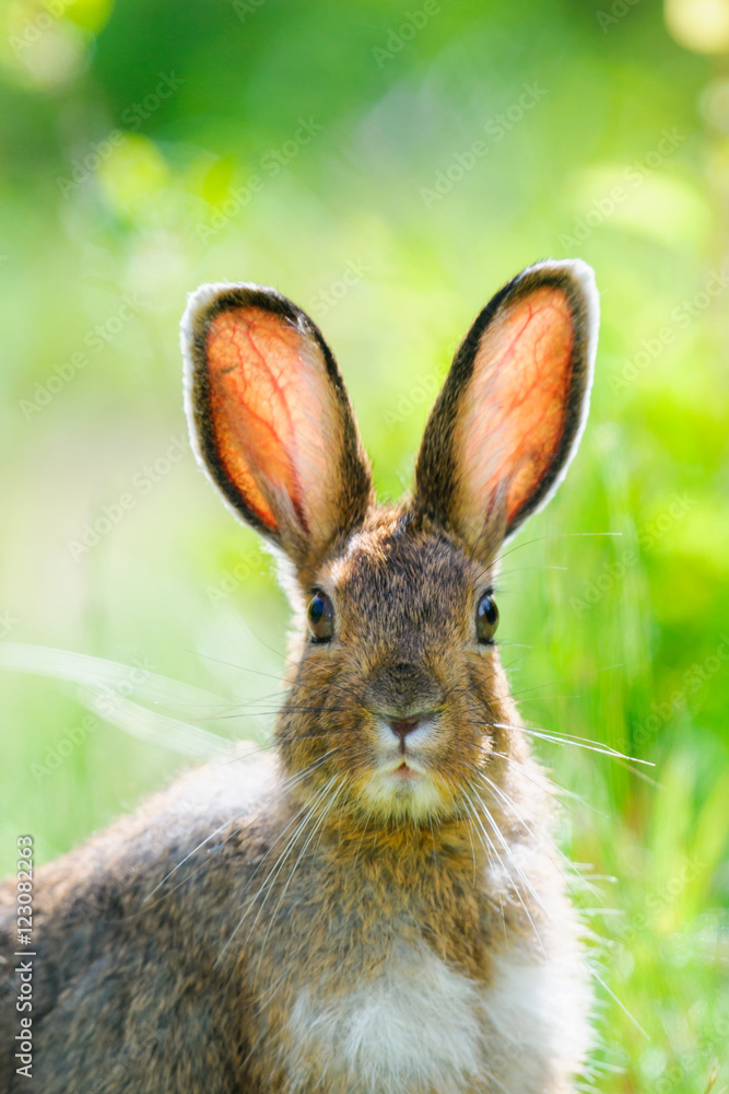 Snowshoe Hare (Lepus americanus) Snowshoe Hare (Lepus americanus)