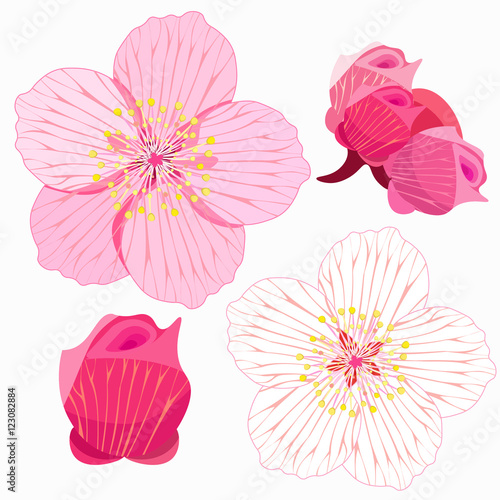 set of Sakura is blossom and bud.  illustration © orpoliii