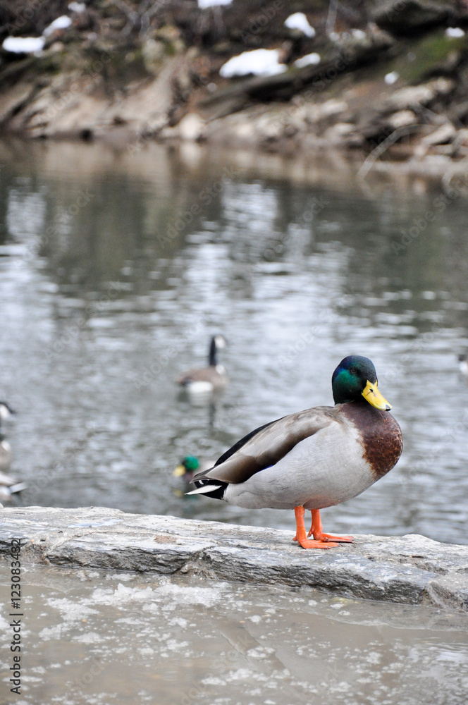Male mallard overlooking creek on a winter day Male mallard overlooking creek on a winter day