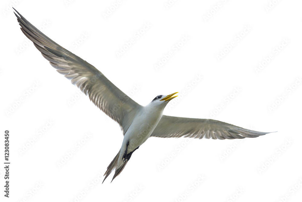 Obraz premium Great Crested Tern flying on white background