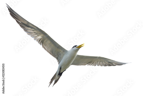 Great Crested Tern flying on white background