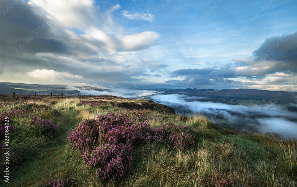 Moorland with Heather Flowers in Morning Mist