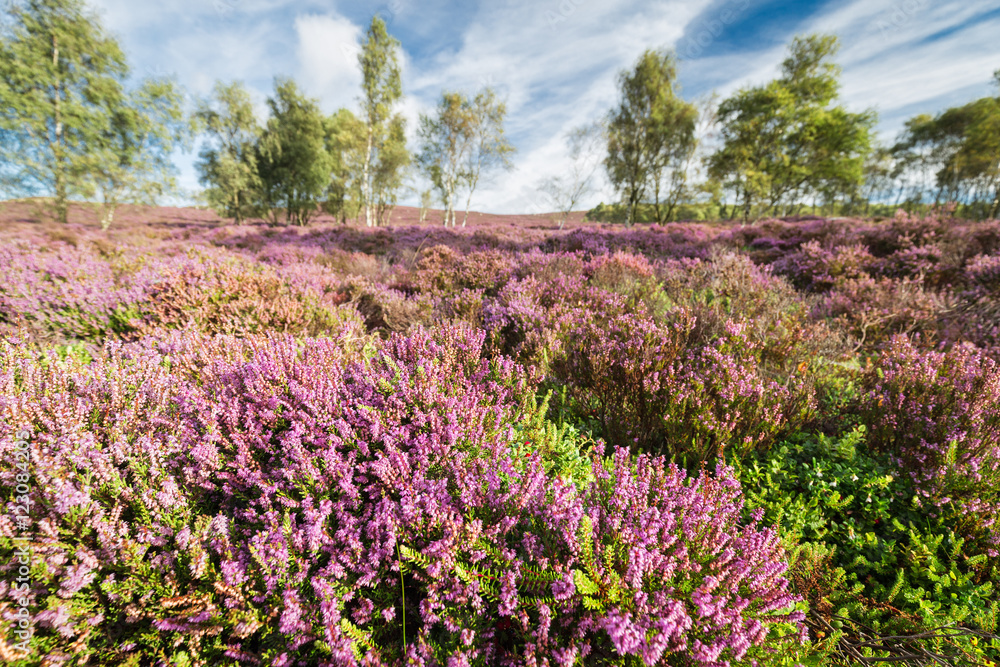 Scenic Heather Flowers Meadow with Blurred Trees in Background Scenic Heather Flowers Meadow with Blurred Trees in Background