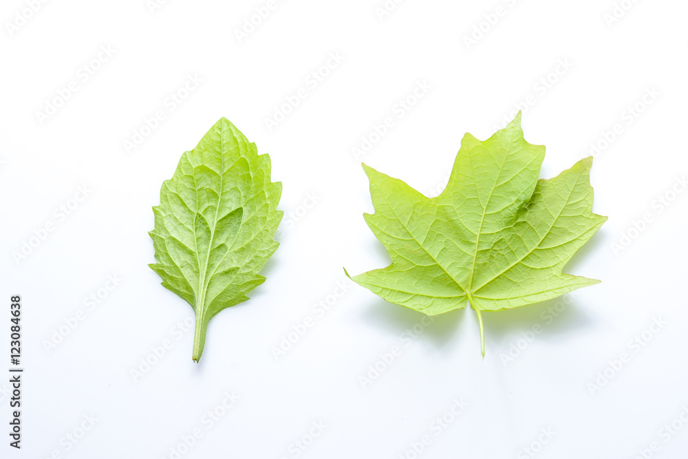 Obraz premium Green isolated leaves