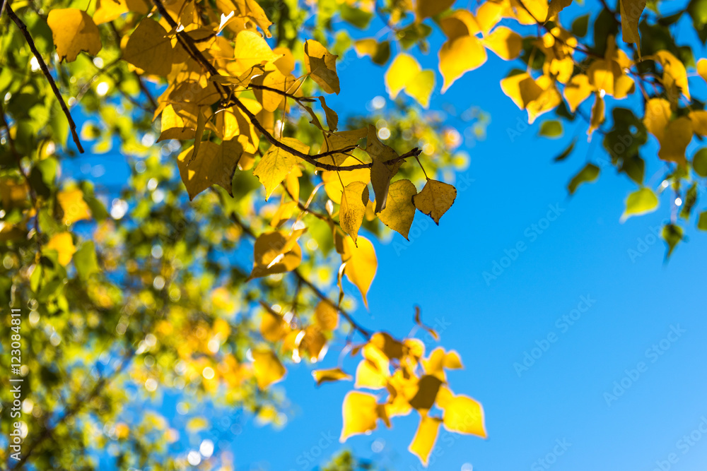 Bright yellow poplar leaves with clear blue sky on the background. Autumn foliage with patch of sunlight on sunny day. Selective focus, shallow DOF Bright yellow poplar leaves with clear blue sky on the background. Autumn foliage with patch of sunlight on sunny day. Selective focus, shallow DOF