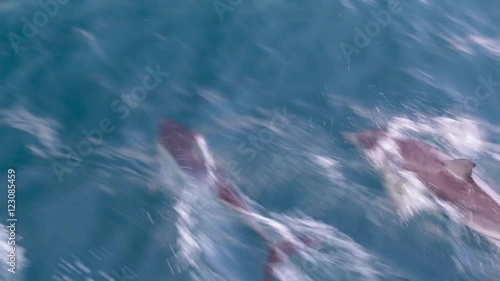 Dolphins swimming alongside boat