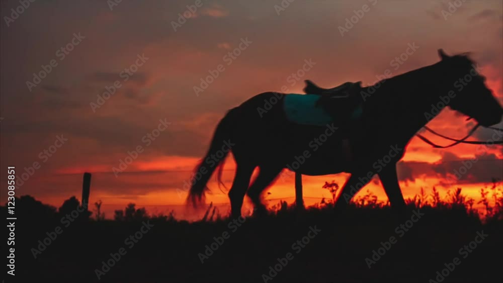 Woman Walks With His Horse at Sunset Woman Walks With His Horse at Sunset