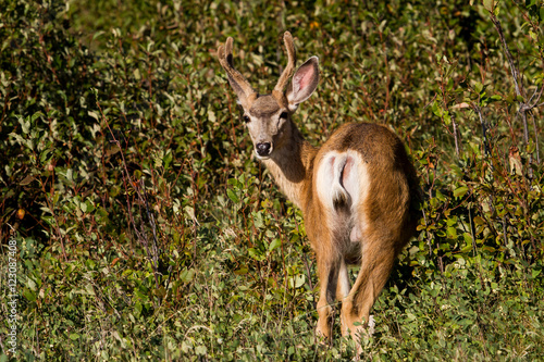 Mule deer, Alberta, Canada