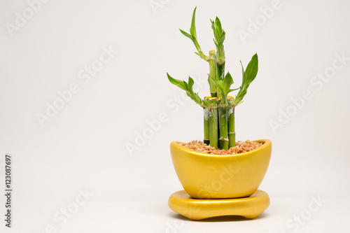 Lucky bamboo and golden pot in Chinese believe with white background.