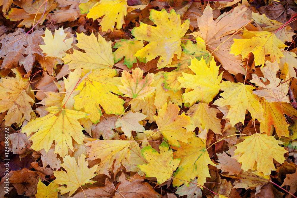 Background group autumn orange leaves. Outdoor.