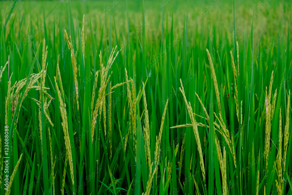green paddy rice field with copyspace for backdrop background use green paddy rice field with copyspace for backdrop background use
