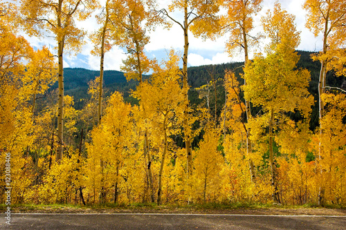 Aspens at Aspen