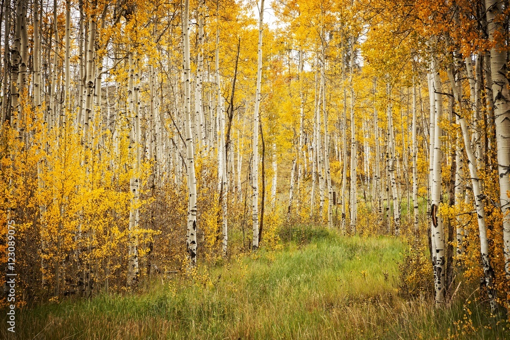 Fototapeta premium Aspens w Kolorado