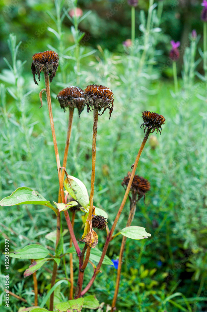 Echinacea purple cornflower flower wilting in the autumn Echinacea purple cornflower flower wilting in the autumn