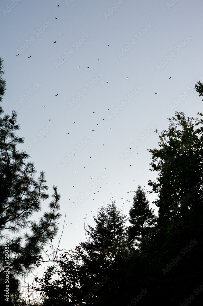 A flock of birds fly over trees at dusk in the autumn A flock of birds fly over trees at dusk in the autumn