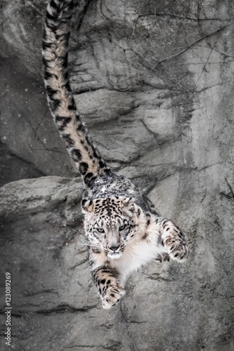 Snow Leopard Wall Bounce photo