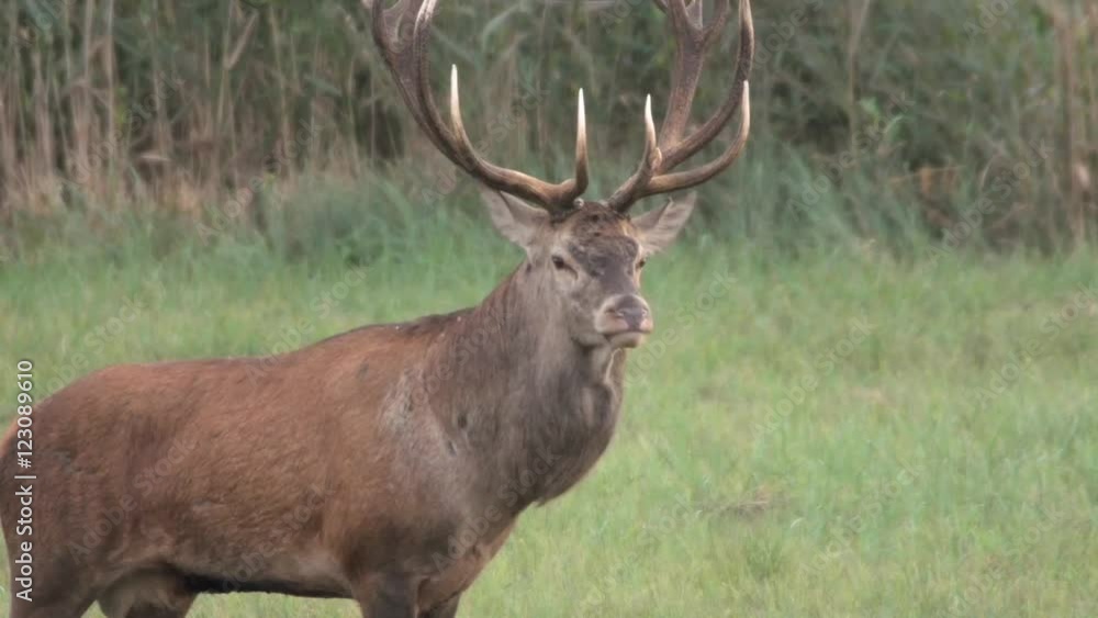 red deer in rutting season red deer in rutting season