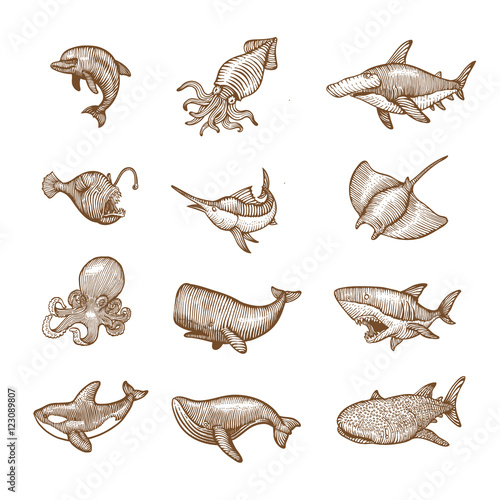 Set of aquatic Animals, Hand drawing vector illustration.