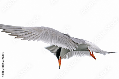 Common Tern  Sterna hirundo 