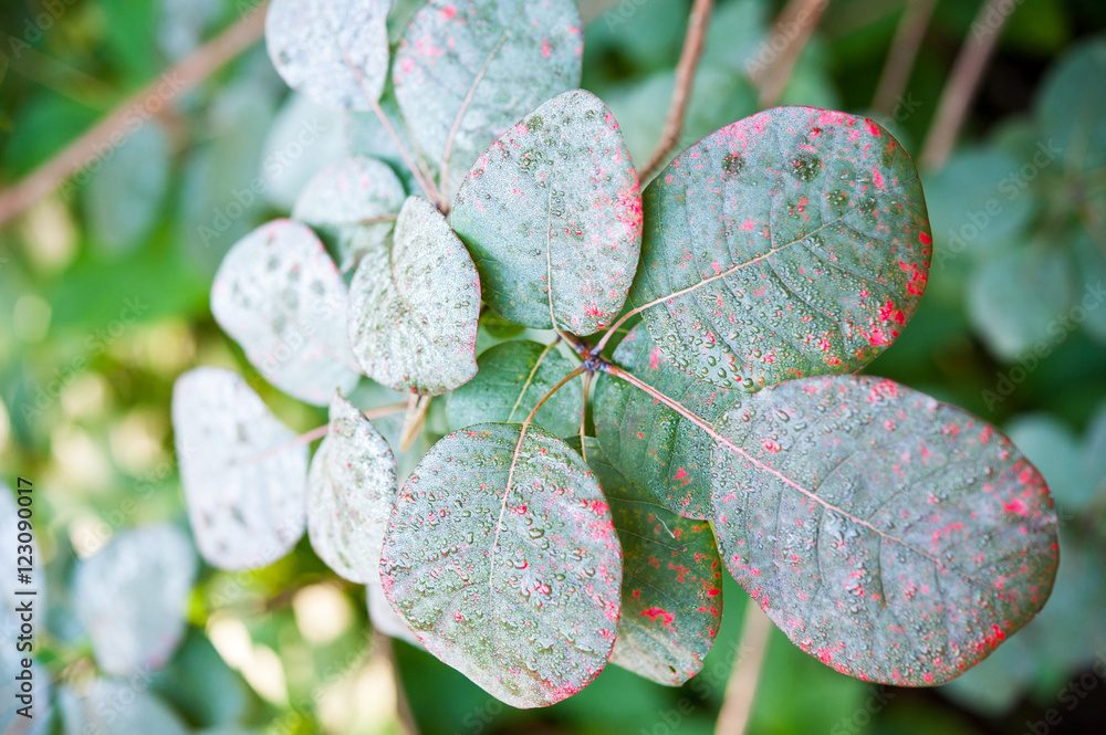 Close up of leaves changing colour on smoke bush Close up of leaves changing colour on smoke bush
