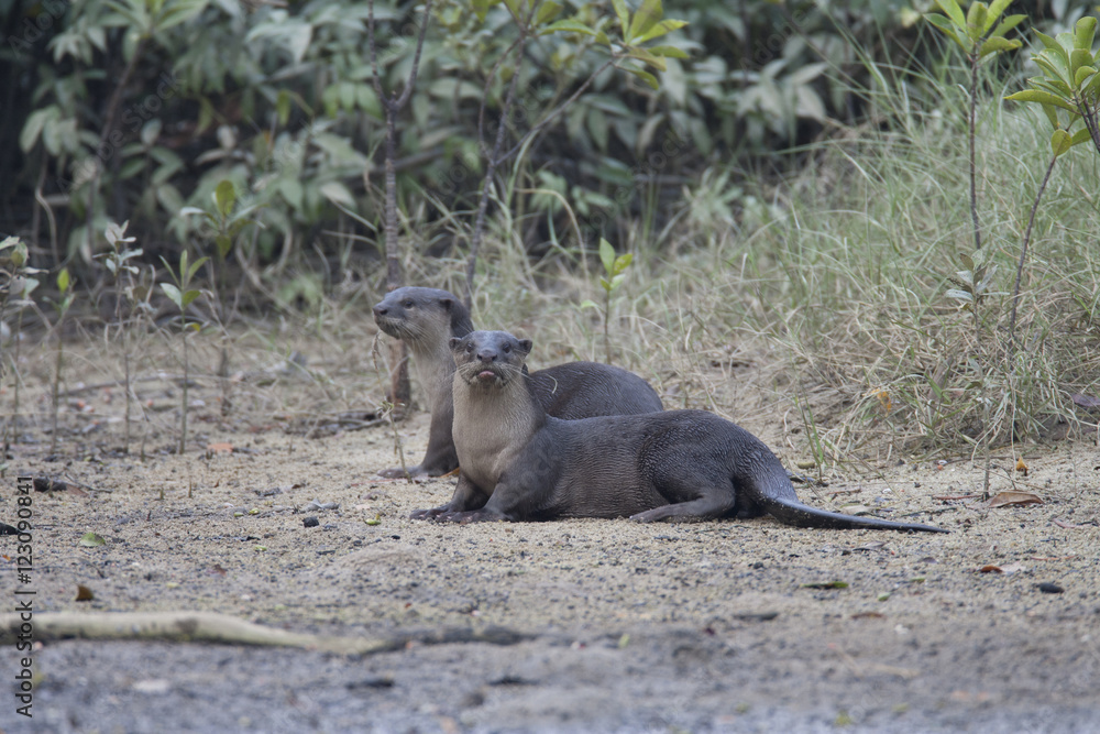Otter / This is wild animal photo which was took in Langkawi Malaysia. Otter / This is wild animal photo which was took in Langkawi Malaysia.