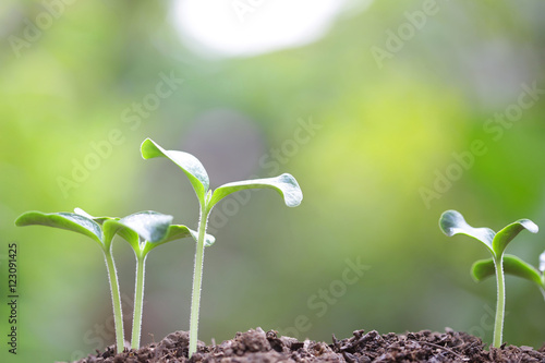 Tree planting