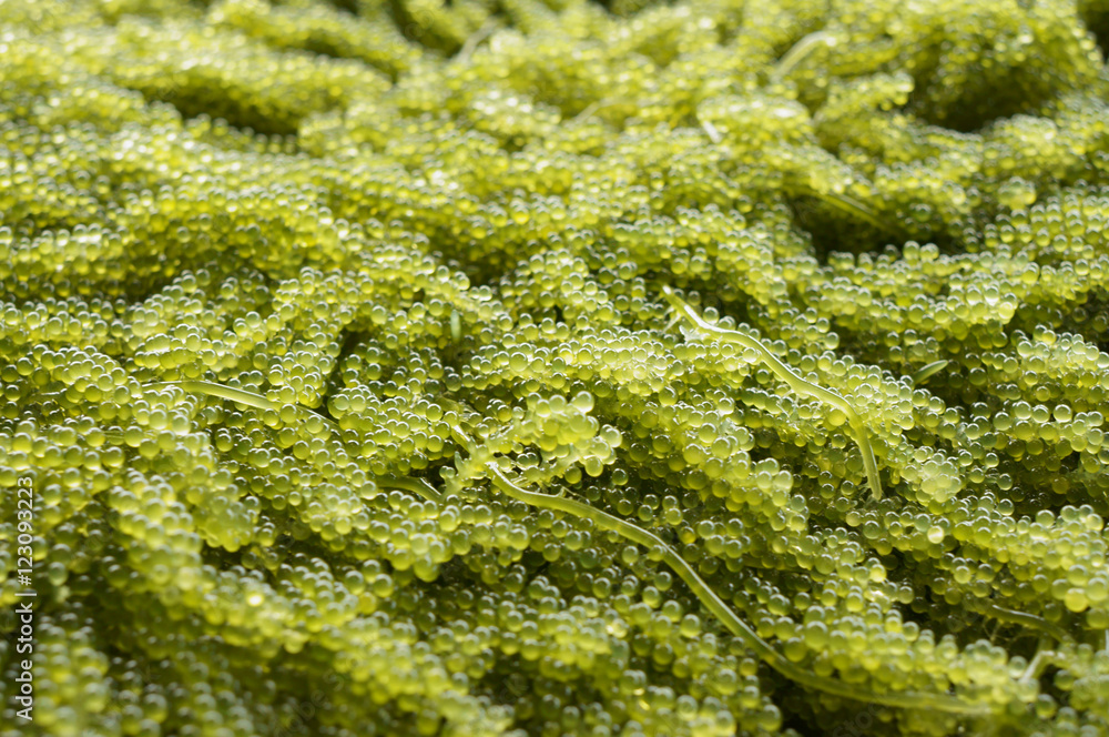 Green caviar