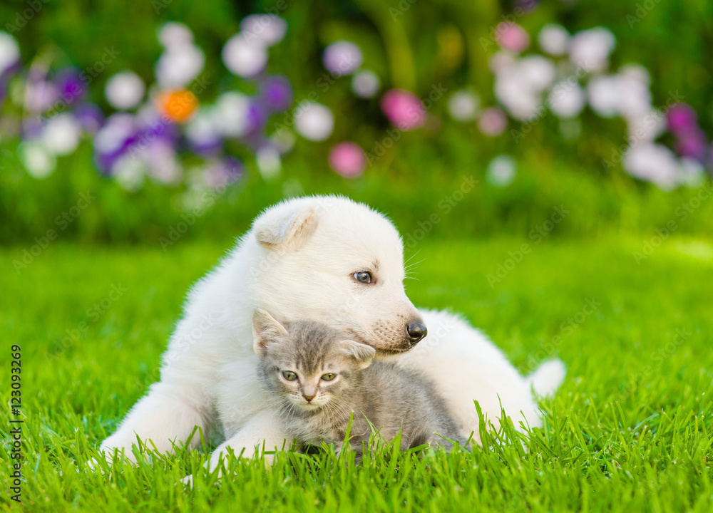 White Swiss Shepherd`s puppy hugging kitten on green grass White Swiss Shepherd`s puppy hugging kitten on green grass