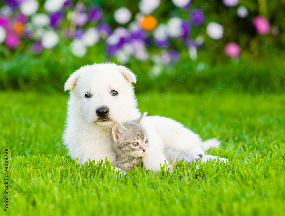 White Swiss Shepherd`s puppy hugging kitten on green grass White Swiss Shepherd`s puppy hugging kitten on green grass