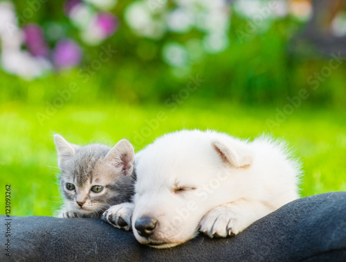 White Swiss Shepherd s puppy and small kitten sleeping together