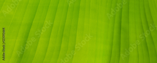 Close - up texture of green leaf background