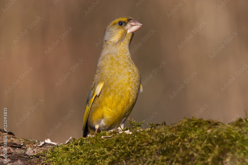 Grünfink auf Baumstamm mit Moos und Sonnenblumenkerne während der Winterfütterung