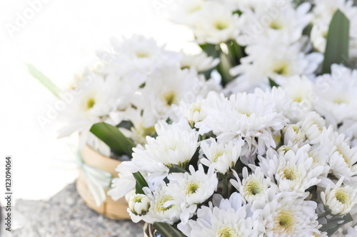 chrysanthemum morifolium Ramat or chrysanthemum flower