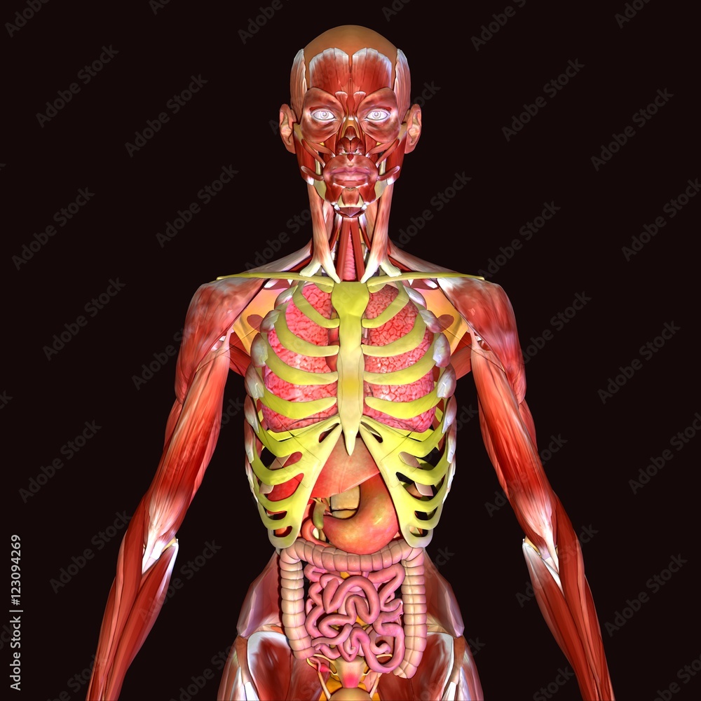 3d illustration human body organs 3d illustration human body organs