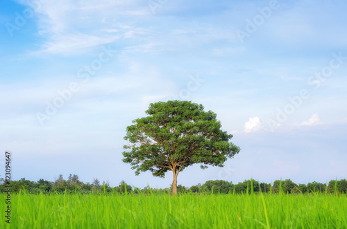 Beautiful tree and green grass with bule sky