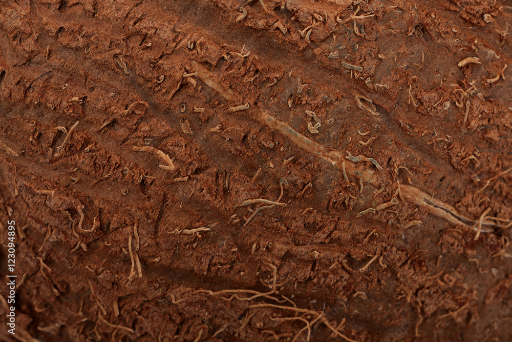 Coconut closeup background
