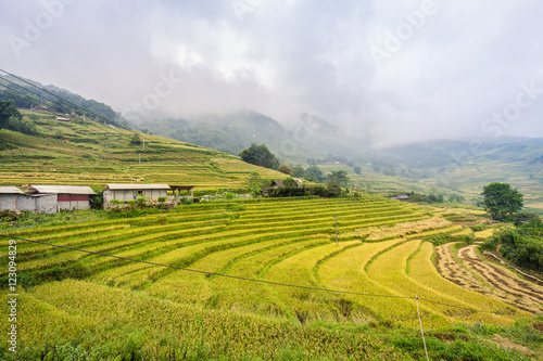 Green rice terraces with fog on mountain at Sa Pa  Vietnam
