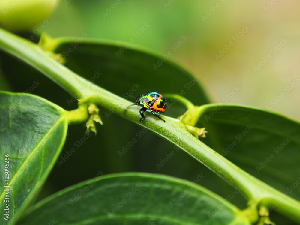 Fototapeta premium Colorful exotic beetles caught on the sauropus androgynus in the garden in the morning.