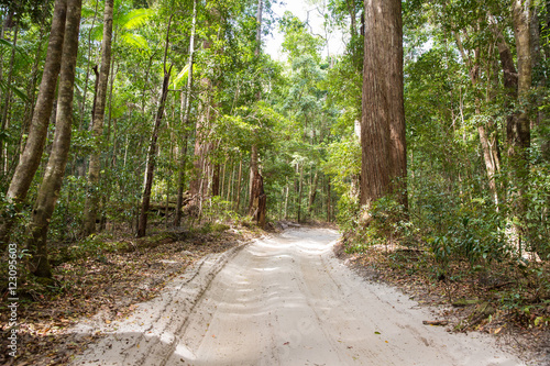 Sand road throught the Satinay Forest, Fraser Island