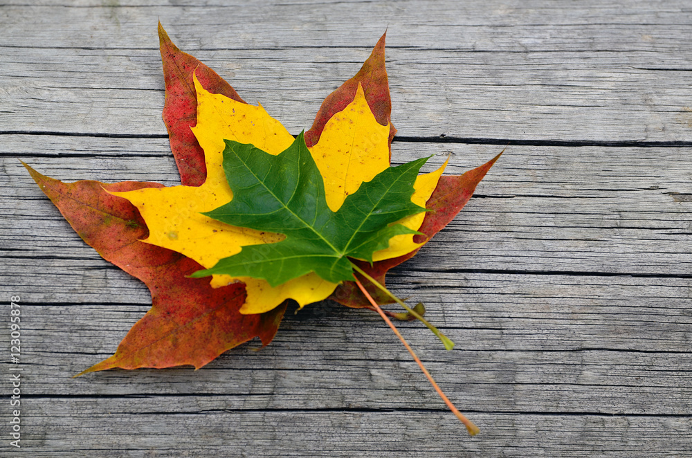Fototapeta premium Bouquet of colorful maple leaves on old wooden background.Herbst Otoño Syksy Efterår Automne Autumn Jesen Haust Ősz Herfst Höst Jesień