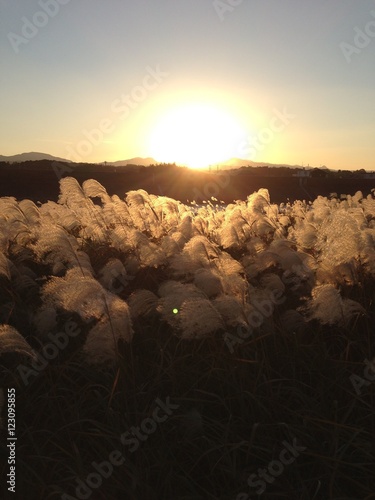 Japanese silver grass-02