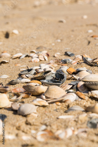 Shells on the beachs, close-up.  Sunny hot day on the beach, Natural colors. © mslok