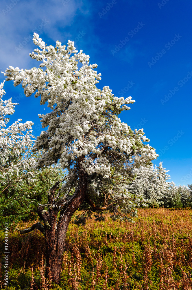 Frozen tree, bitten by the first morning frost at high altitude on Vitosha mountain, Sofia, Bulgaria - melting under the warm autumn sunshine - beautiful mountain landscape